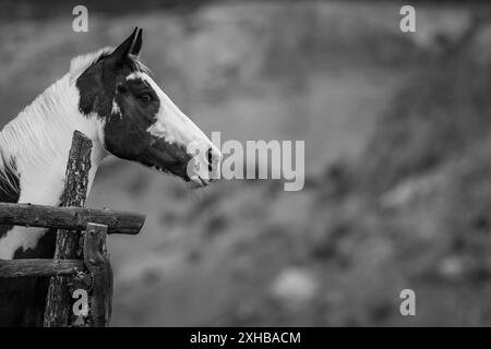 Foto in bianco e nero di cavallo in piedi in un corral, la testa e parte del collo visibili. Foto Stock