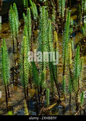 Hippuris vulgaris - la coda di mare comune cresce nello stagno in primavera. Foto Stock