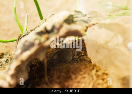 Una giovane Brachypelma Harmorri o Brachypelma Smithi Tarantula femmina ragno stesa sulla schiena che si prepara a muta. Foto Stock