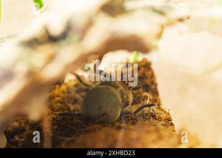 Una giovane Brachypelma Harmorri o Brachypelma Smithi Tarantula femmina ragno stesa sulla schiena che si prepara a muta. Foto Stock