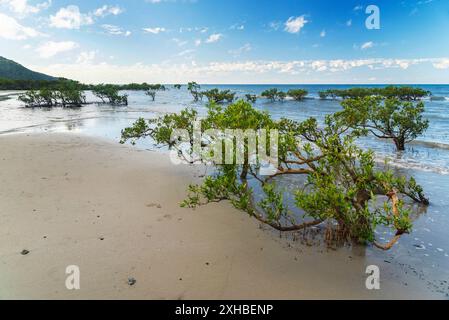 Pittoresca spiaggia costiera tropicale di Kulki Beach nella foresta pluviale di Daintree con alberi di mangrovie, Queensland, Australia. Kulki Beach si trova vicino a Cape Foto Stock