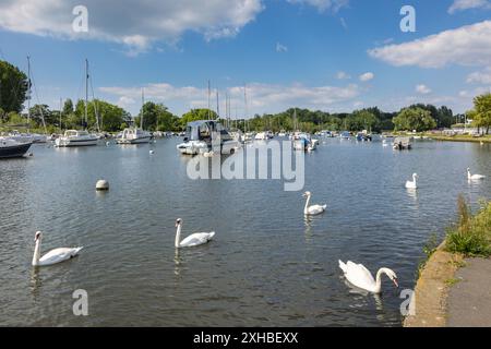 Cigni sul fiume Stour a Christchurch Town Quay, Dorset Foto Stock