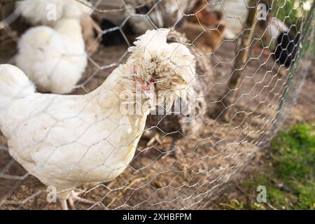 Pollo al pascolo nel recinto del giardino. Stagione primaverile. Foto Stock