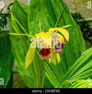 Coelogyne rumphii, Molucass - Isole Maluku, fiore di orchidea bianca selvatica, habitat naturale. Splendida fioritura di orchidee, dettagli ravvicinati. Foto Stock