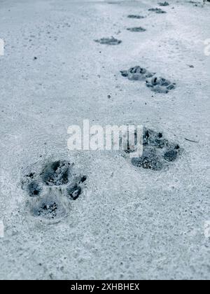 la zampa del cane stampa su cemento fresco Foto Stock