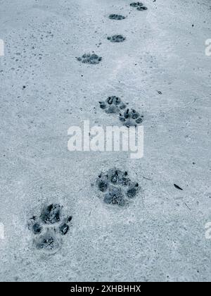 la zampa del cane stampa su cemento fresco Foto Stock