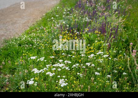 Fiori di freccia bianca (Achillea millefolium) su prato selvatico Foto Stock