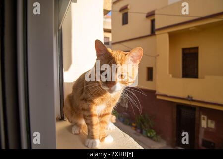 Uno zenzero e un gatto bianco seduti su un davanzale, bagnati dalla luce del sole. Sullo sfondo si possono vedere le facciate degli edifici residenziali. Foto Stock