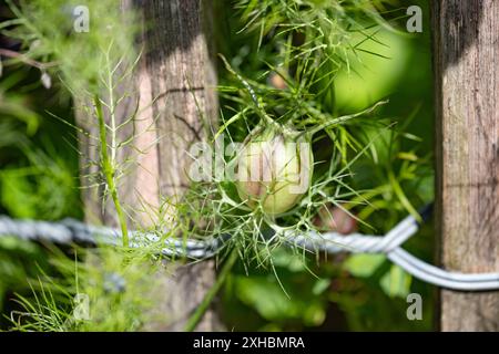 Jungfer im Gruenen ad Aquisgrana, 9:00. Juli 2024. GERMANIA - AQUISGRANA - STABILIMENTO Foto Stock