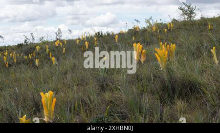 Bromeliade carnivora Brocchinia reducta nella Gran Sabana, Venezuela Foto Stock