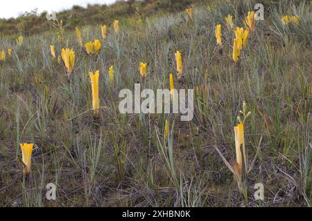 Bromeliade carnivora Brocchinia reducta con carnivore gialle nella Gran Sabana, Venezuela Foto Stock