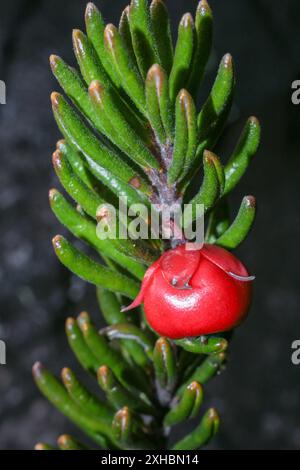 Ramo di un tatei Tepuia con un frutto di colore rosso, habitat naturale di Amuri Tepui, Venezuela Foto Stock