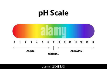 Livello di pH colorato grafico in scala valore diagramma indicatore. Soluzione alcalina, neutra, acida. Illustrazione Vettoriale