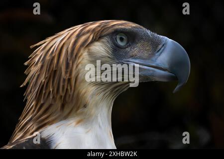 Aquila filippina - Pithecophaga jefferyi, ritratto di grandi e grandi specie di aquila in pericolo di estinzione endemiche delle foreste delle Filippine. Foto Stock