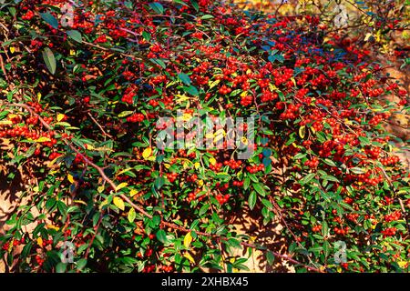 Cespuglio pieno di bacche rosse. Bacche rosse vivaci raggruppate su un cespuglio, in contrasto con le foglie verdi. Le bacche sono mature e pronte per essere raccolte Foto Stock