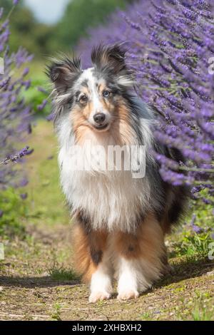 Sheepdog Shetland Foto Stock