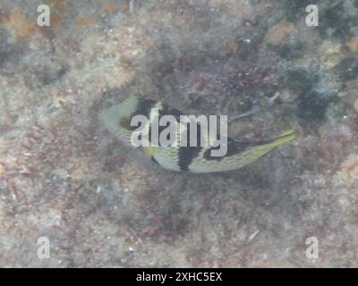 Faro Blacksaddle Toby (Canthigaster valentini) - Island Rock Road, Jangamo: Resort Paindane Foto Stock