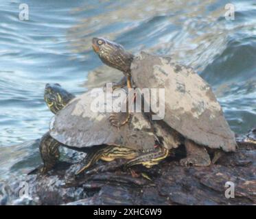 Texas Map Turtle (Graptemys Versa) Austin Boardwalk Foto Stock