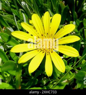 Greenleaf a valle della Gazania (Gazania rigens uniflora) Coney Glen Foto Stock