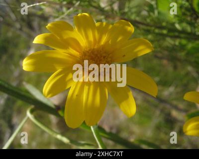 Woollystalk Boneseed (Osteospermum junceum) Steenbokberg al largo di Bains Kloof Foto Stock