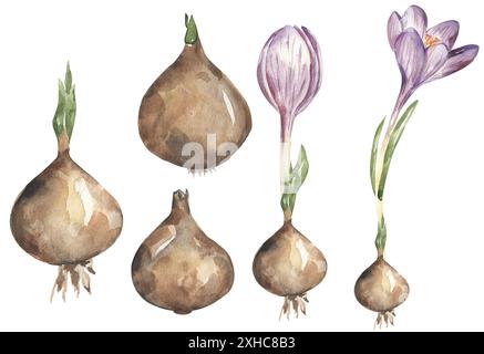 Violet Crocus Fiore con bulbo Clipart Set, Acquerello fasi di crescita della pianta, illustrazione della crescita floreale, clip art per biologia Foto Stock