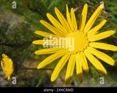 Woollystalk Boneseed (Osteospermum junceum) Steenbokberg al largo di Bains Kloof Foto Stock