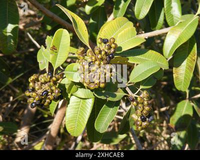 Coast resintree (Ozoroa obovata) Kingfisher St, St Lucia: St Lucia Foto Stock