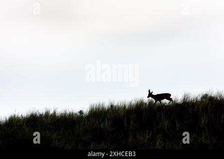 Capriolo europeo (Capreolus capreolus) sull'isola della Frisona orientale Juist, Germania Foto Stock