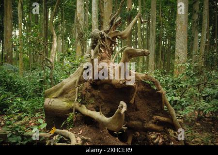 Un grande albero caduto nella foresta con le sue radici sradicate dal suolo Foto Stock