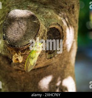 Cicada su un albero trasformato da piccolo dispositivo Foto Stock