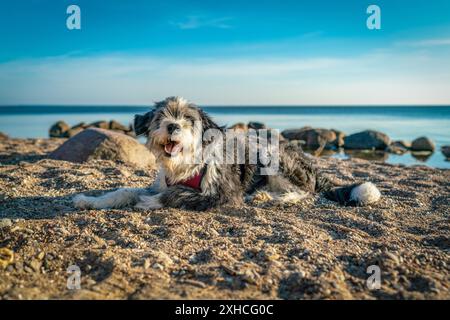 Un cane nero e bianco dai capelli lunghi che giace su una spiaggia sabbiosa sull'isola tedesca Ruegen Foto Stock