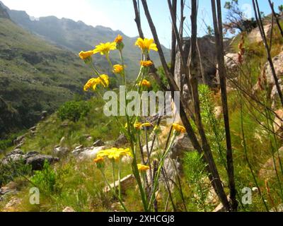 Woollystalk Boneseed (Osteospermum junceum) Steenbokberg al largo di Bains Kloof Foto Stock