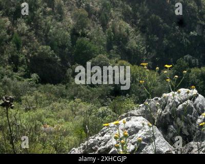 Woollystalk Boneseed (Osteospermum junceum) Steenbokberg al largo di Bains Kloof Foto Stock