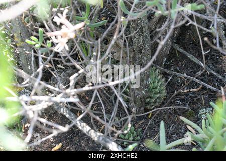 Aloes e alleati (Asphodeloideae) Karoo-Desert NBG Norton Plot 1: Natural Succulent Karoo S of the Start of the Shale Trail nel Karoo-Desert National Botanical Garden, Worcester. S rivolto verso una pendenza dolce. Sul conglomerato di Malmesbury o scisto. Foto Stock