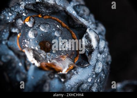 Un mirtillo coperto di gocce d'acqua isolato su sfondo nero. Riprese macro molto dettagliate con spazio di copia sulla destra. Messa a fuoco selettiva Foto Stock