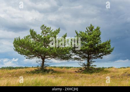 Alberi tra le dune di Fischland-Darss Foto Stock