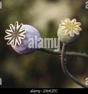 Capsule di papavero essiccate in giardino con consistenza sovrapposta Foto Stock