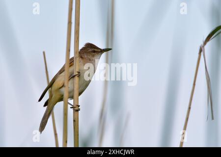 La parula eurasiatica di canne nella canna. Parula di Reed nell'alta Lusazia Foto Stock