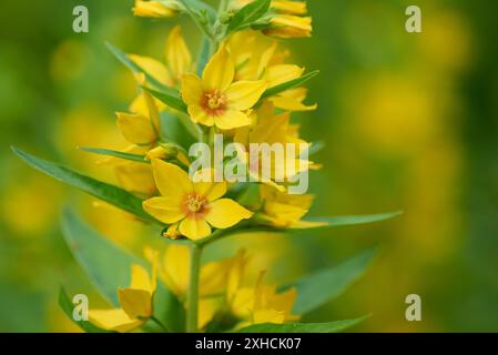 Spargimento maculato (Lysimachia punctata) in Sassonia. Macro di Lysimachia nummularia, Aurea strisciante jenny, fiore di mosto. Fiori gialli arrossati Foto Stock