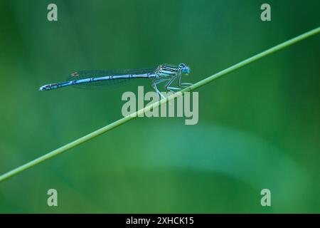 Femmina a gambe bianche maschio (Platycnemis pennipes), femmina a gambe bianche maschio su un prato vicino a un fiume Foto Stock