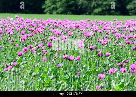 Campo di Papaver somniferum, fiori di papavero viola, prato viola .papavero, (Papaver somniferum) su un campo Foto Stock