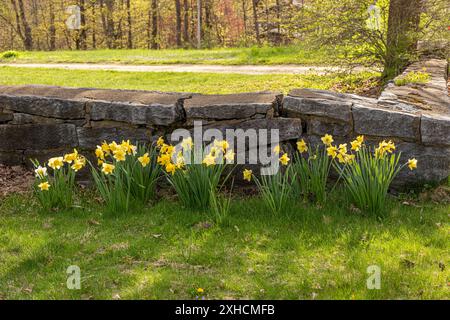 Narcisi gialle che crescono di fronte a un vecchio muro di pietra sul Petersham Common Foto Stock