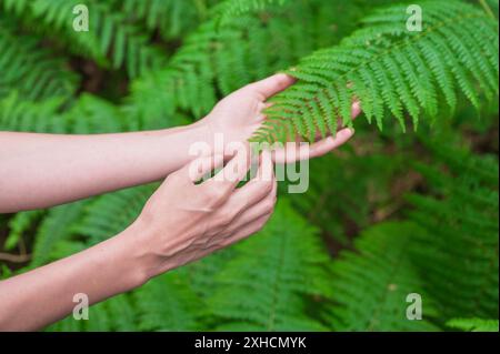 La mano femminile, con lunghe e aggraziate dita, tocca delicatamente la pianta, foglie di felce. Primo piano di una persona irriconoscibile. Immagine di alta qualità Foto Stock