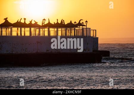 Ombrelloni presso l'hotel Marques, spiaggia es Coto, Maiorca, Isole Baleari, Spagna Foto Stock