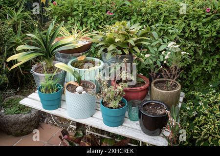 Gruppo di piante e fiori in vaso su tavola di legno. Concetto di giardinaggio Foto Stock