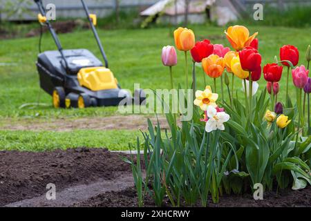 Cortile con tulipani in fiore davanti a prato verde sfocato e rasaerba elettrico Foto Stock