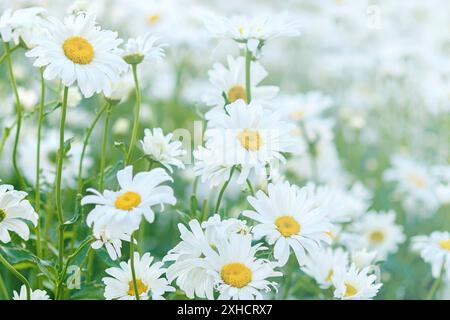 Bianco camomiles prato fioritura in estate Foto Stock
