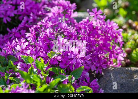 Muschio flox Purple Beauty (Phlox subulata) in giardino di roccia alpina, terra-coperta piante ricurenti per il paesaggio Foto Stock