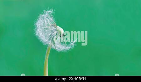 Palla di dente di leone su sfondo verde, testa di dente di leone con semi Taraxacum officinale metà bald Foto Stock