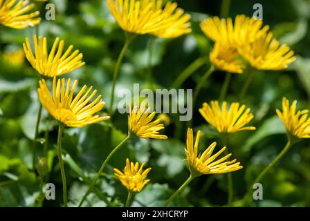 Leopardo Bane (Doronicum orientale) fiori gialli fiorenti in giardino ornamentale primaverile Foto Stock